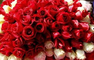 青岛玫瑰花爆料案件最新,真相与争议交织的悬疑故事